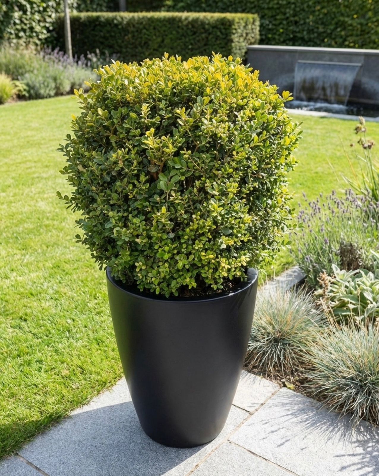 Ligustrum Ball I