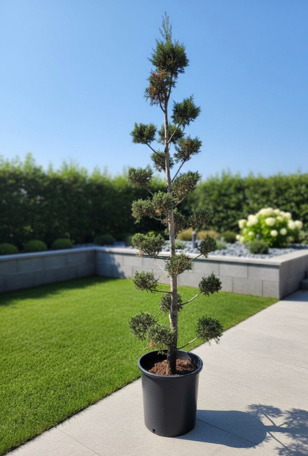 Goldcrest Multi-ball