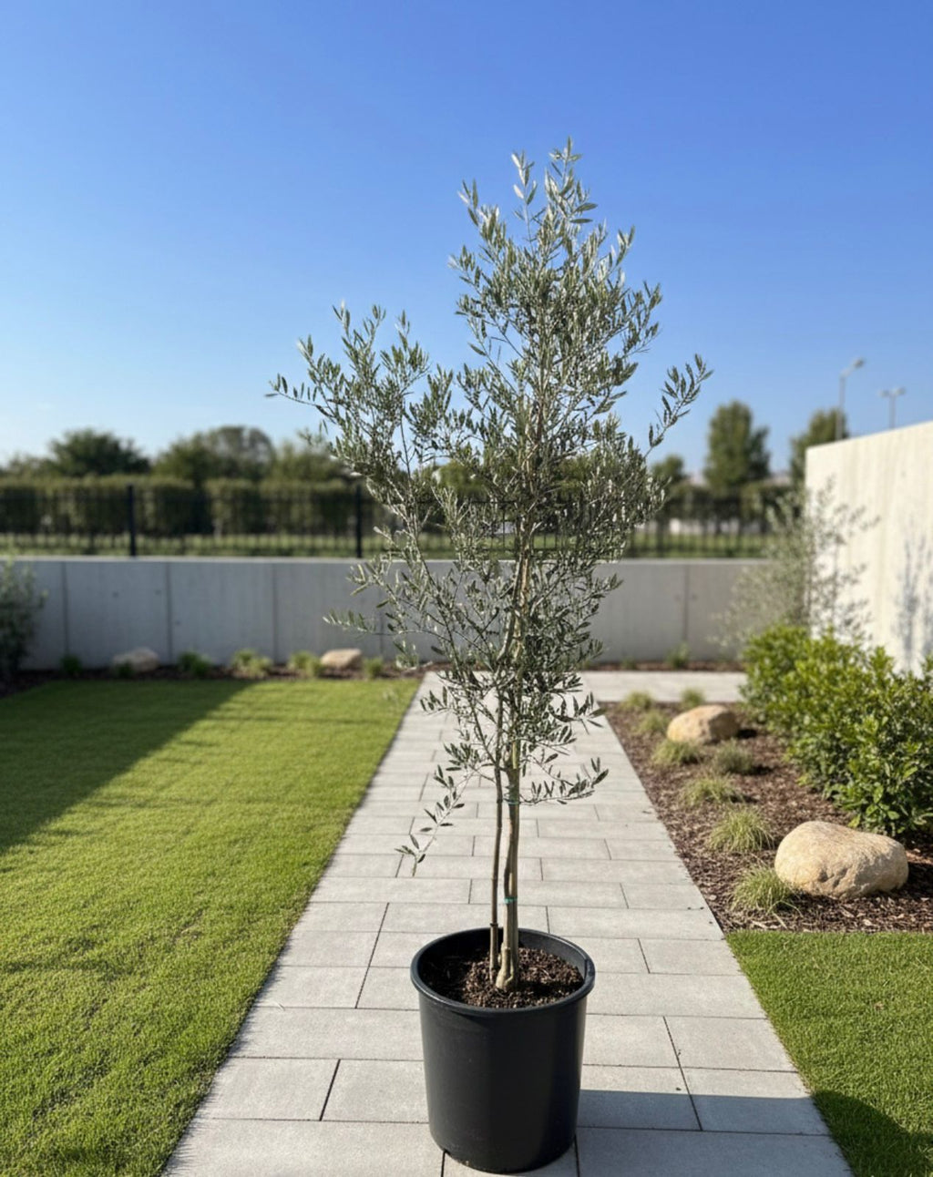 Lebanese  Olive Tree