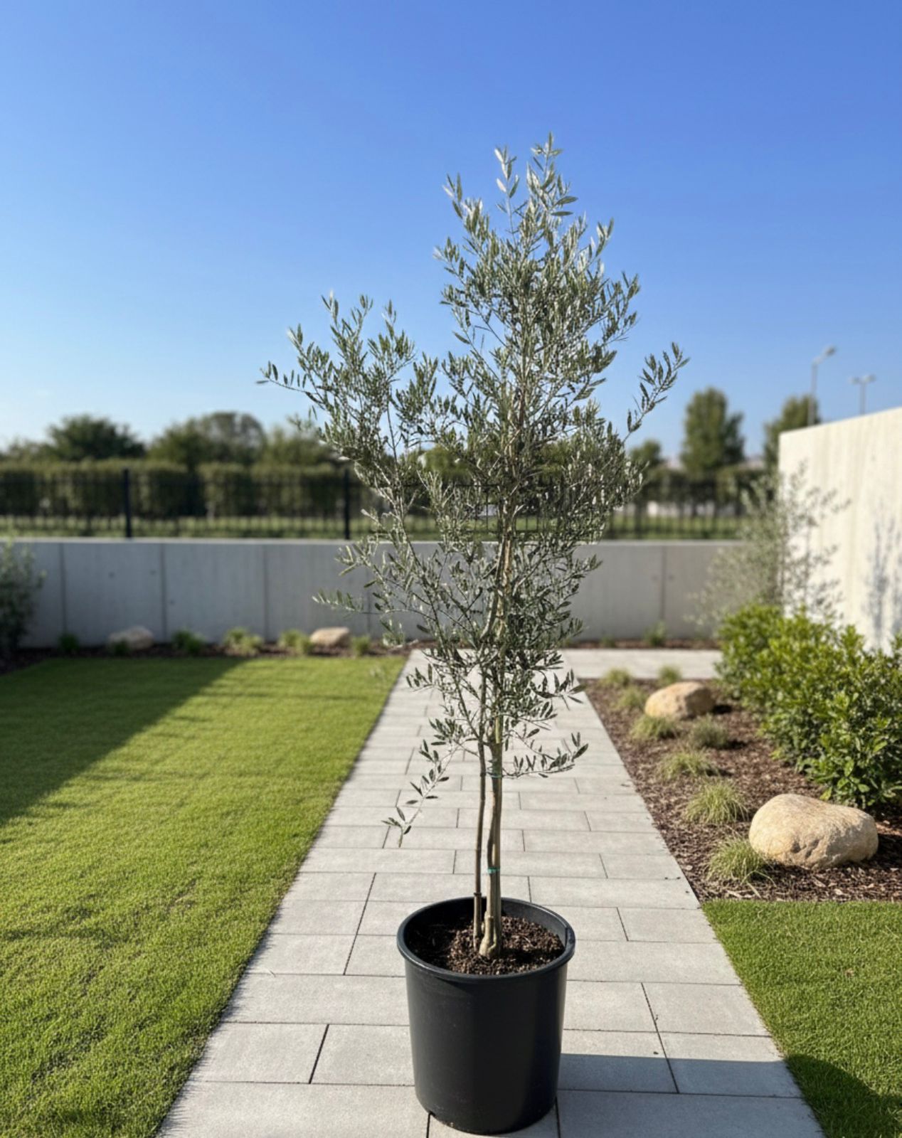 Lebanese  Olive Tree