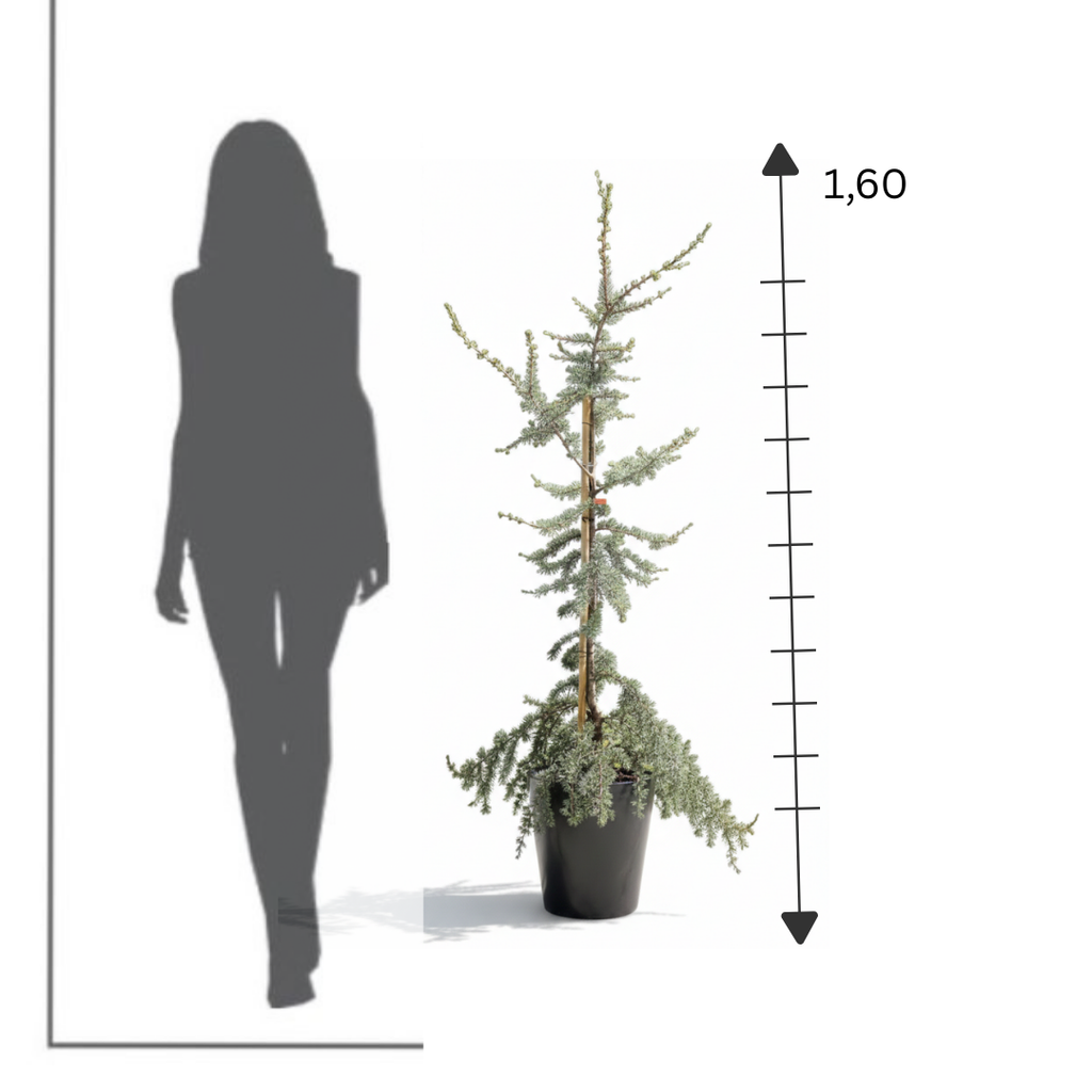 Silver Cedar