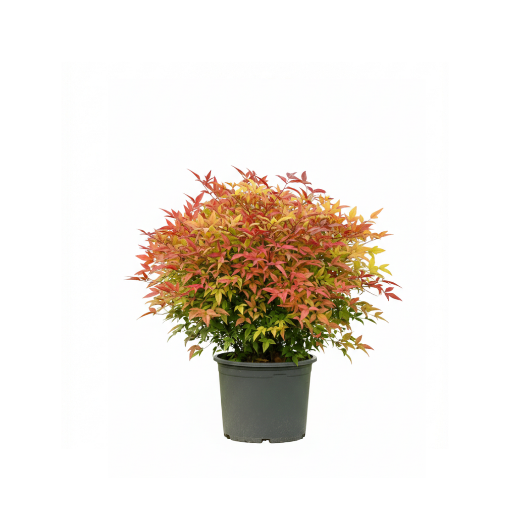 Landinia(Nandina)