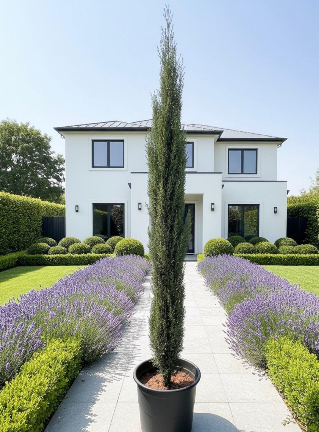 Italian Cypress