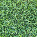 Premium Buffalo Grass