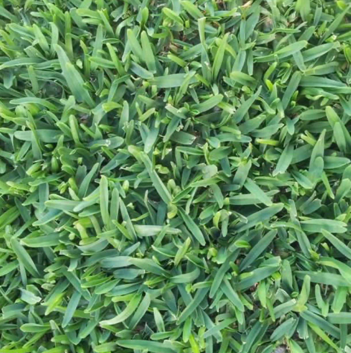 Premium Buffalo Grass