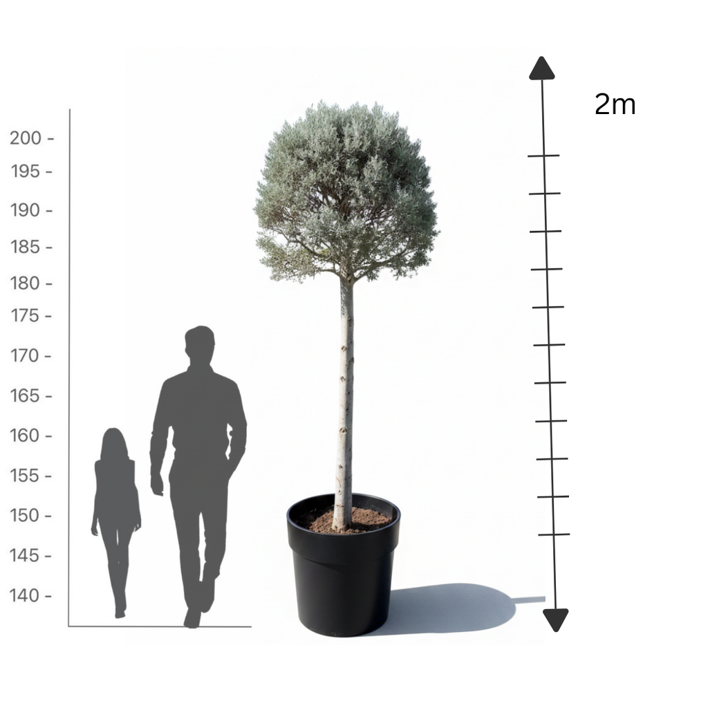 Silver Juniper tige