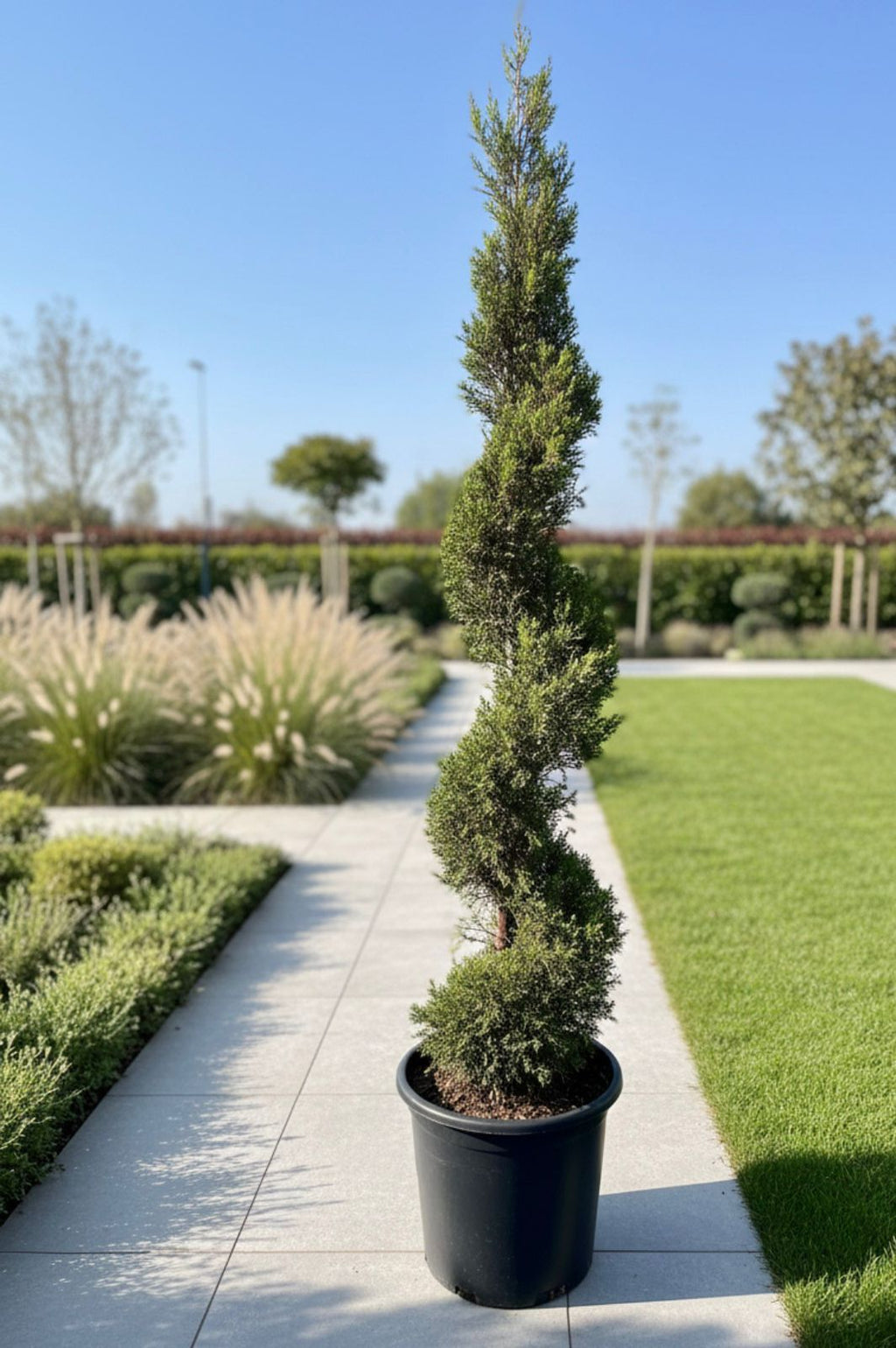 Goldcrest Spiral (Cupressus macrocarpa)