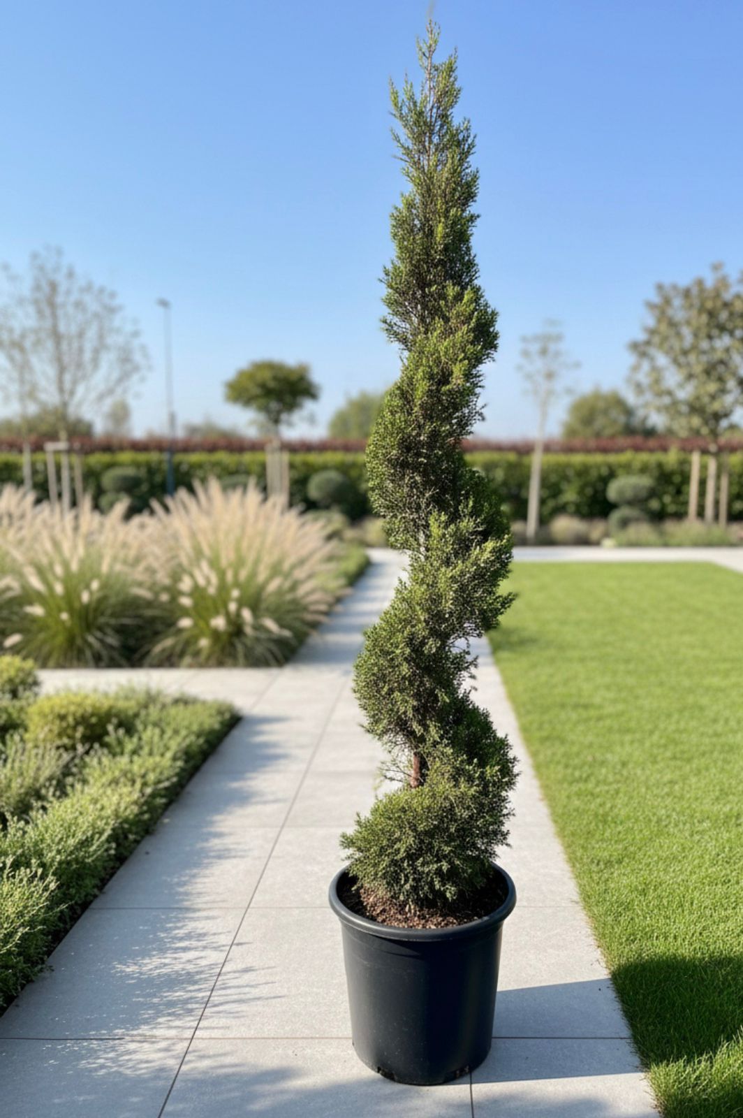 Goldcrest Spiral (Cupressus macrocarpa)
