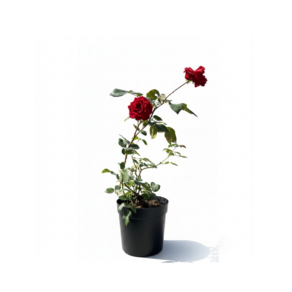 Italian Roses