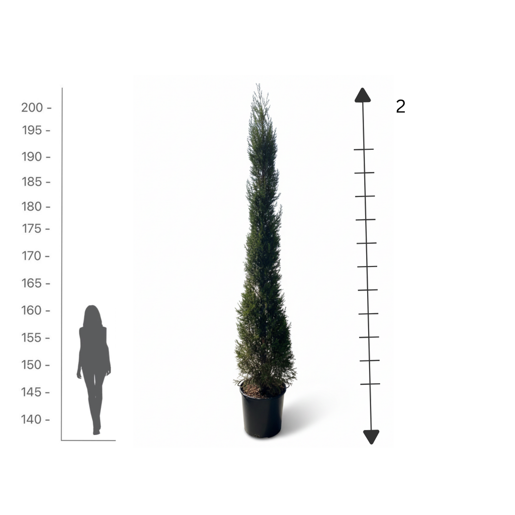 Goldcrest Cypress
