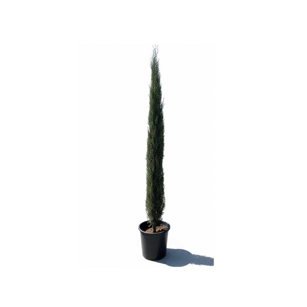 Italian Cypress