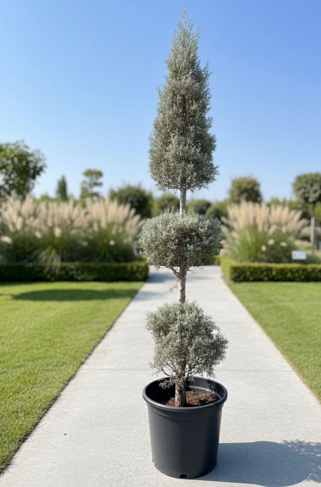 3-Tier Silver Juniper