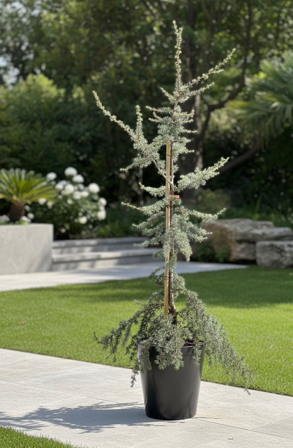 Silver Cedar