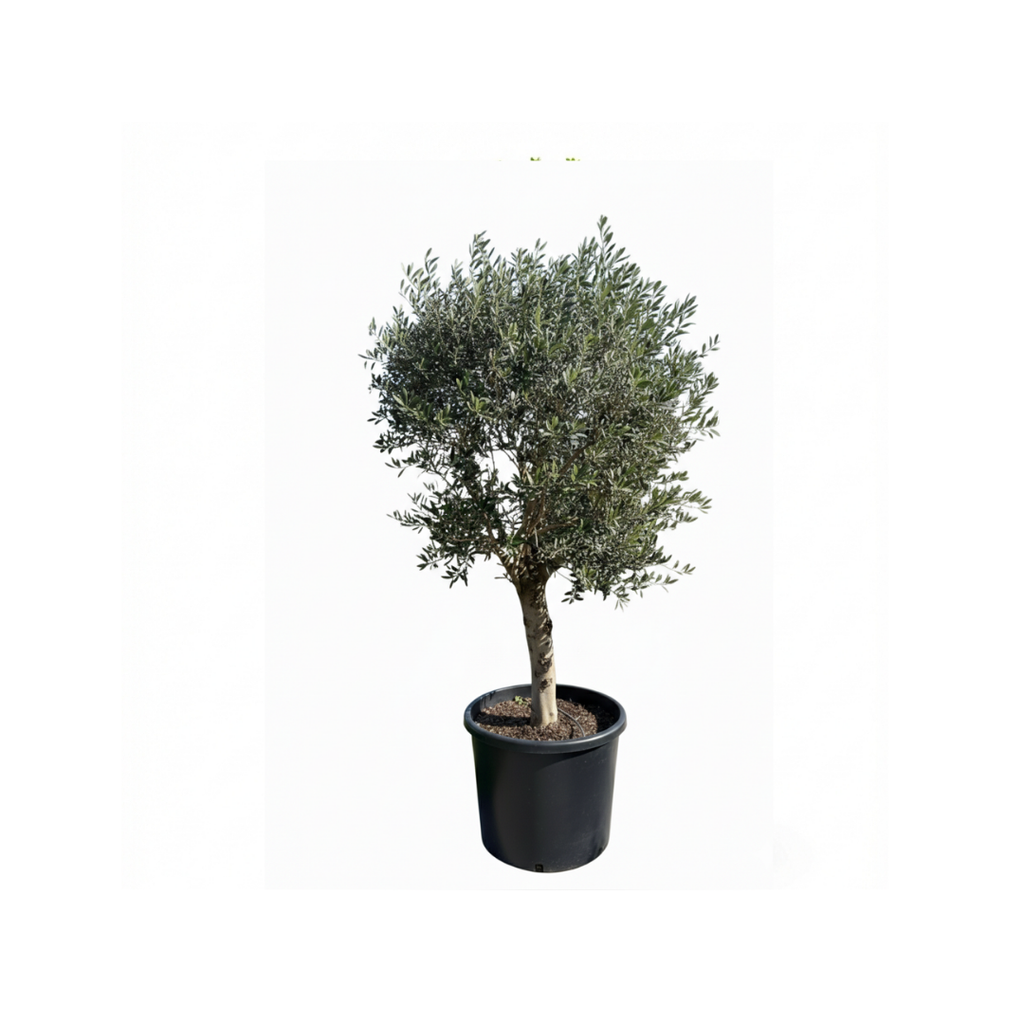 Large Olive Crown