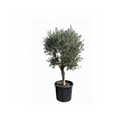 Large Olive Crown