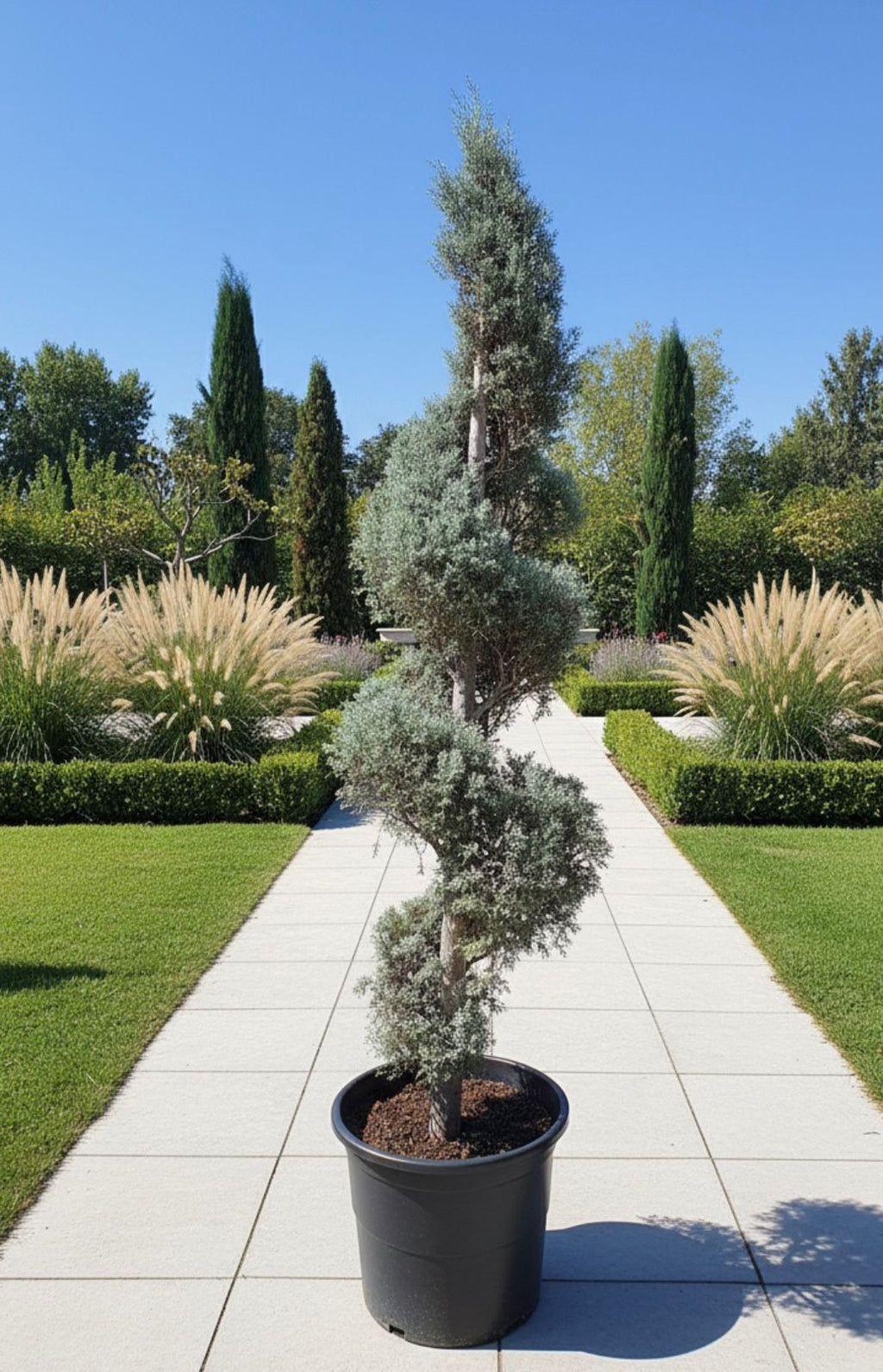 Spiral Silver Juniper