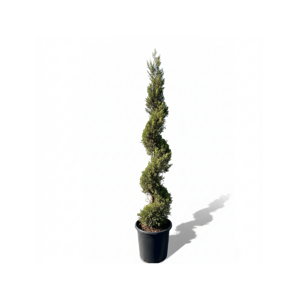 Goldcrest Spiral (Cupressus macrocarpa)