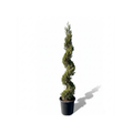 Goldcrest Spiral (Cupressus macrocarpa)