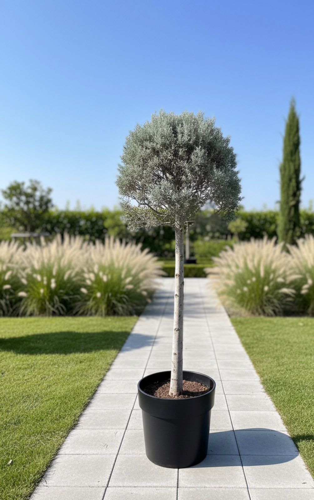 Silver Juniper tige