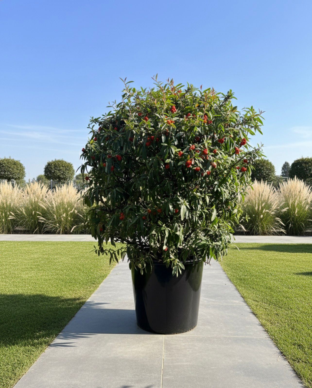 Pyracantha Ball