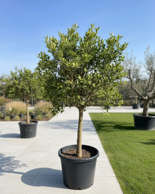 Ancient Clementine Trunk