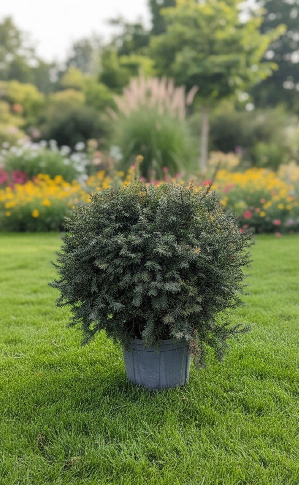 Taxus Ball