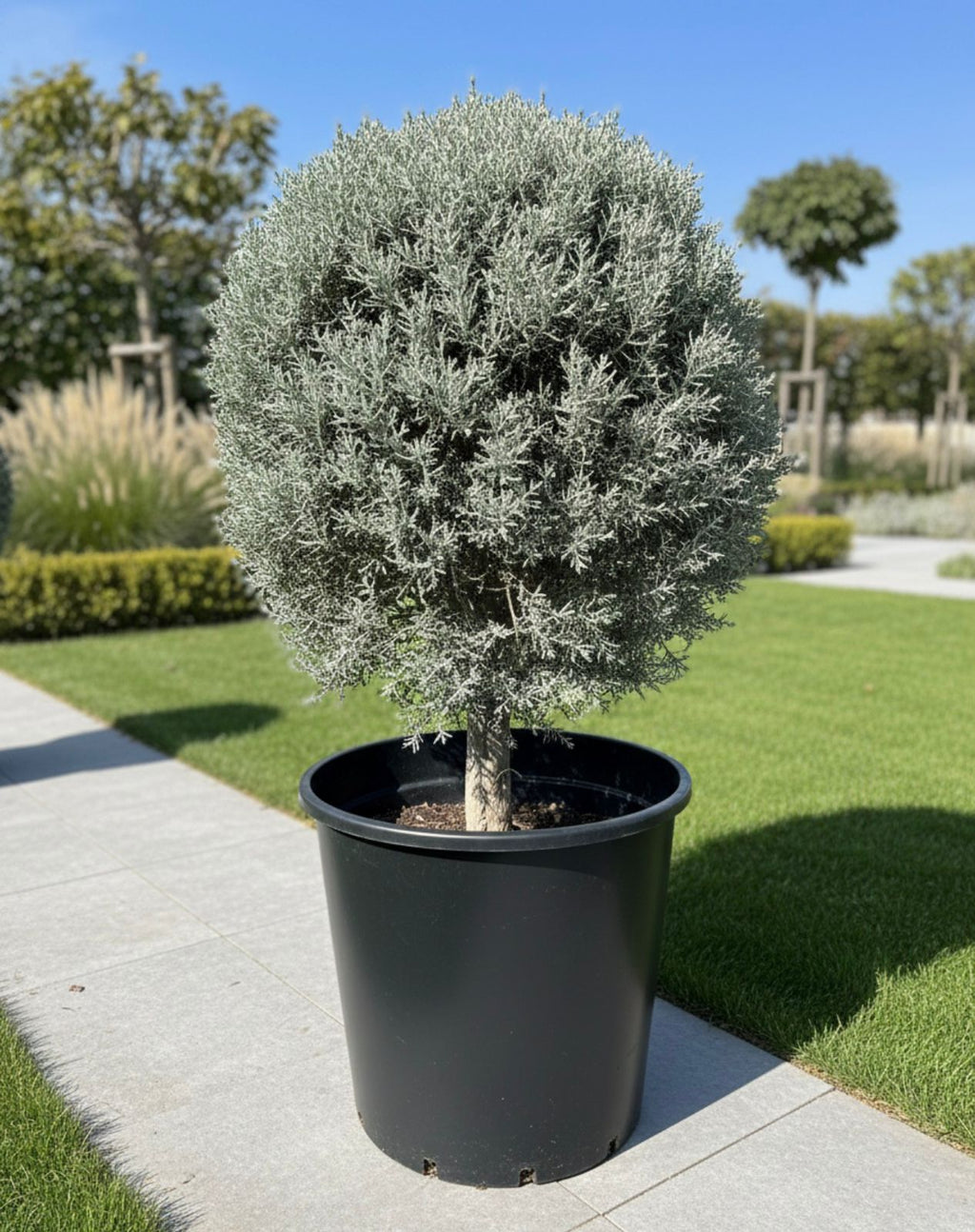 Silver Juniper ball
