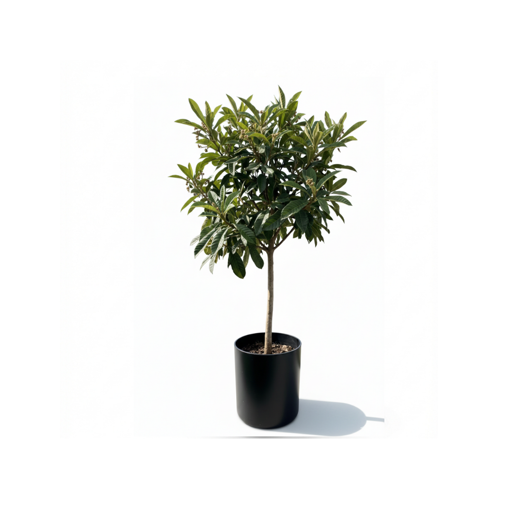 Loquat (Akidneya)