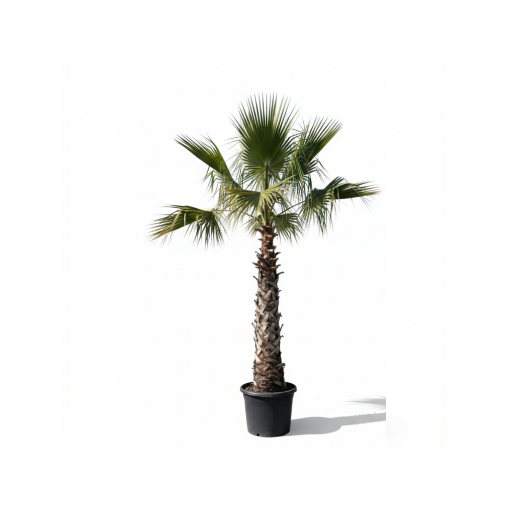 Washingtonia