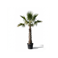 Washingtonia