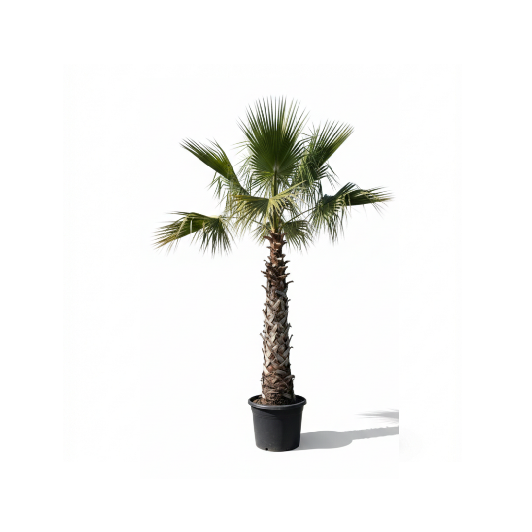Washingtonia