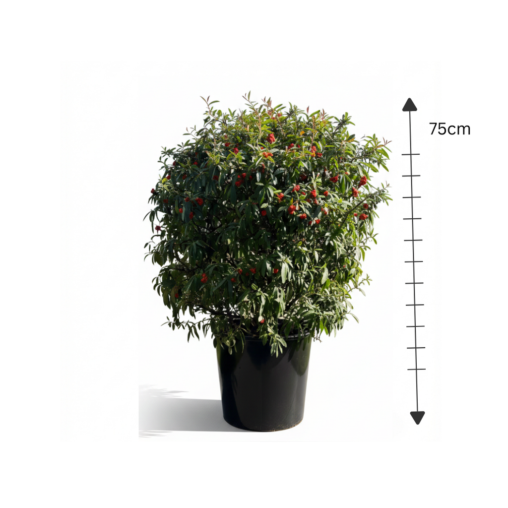 Pyracantha Ball