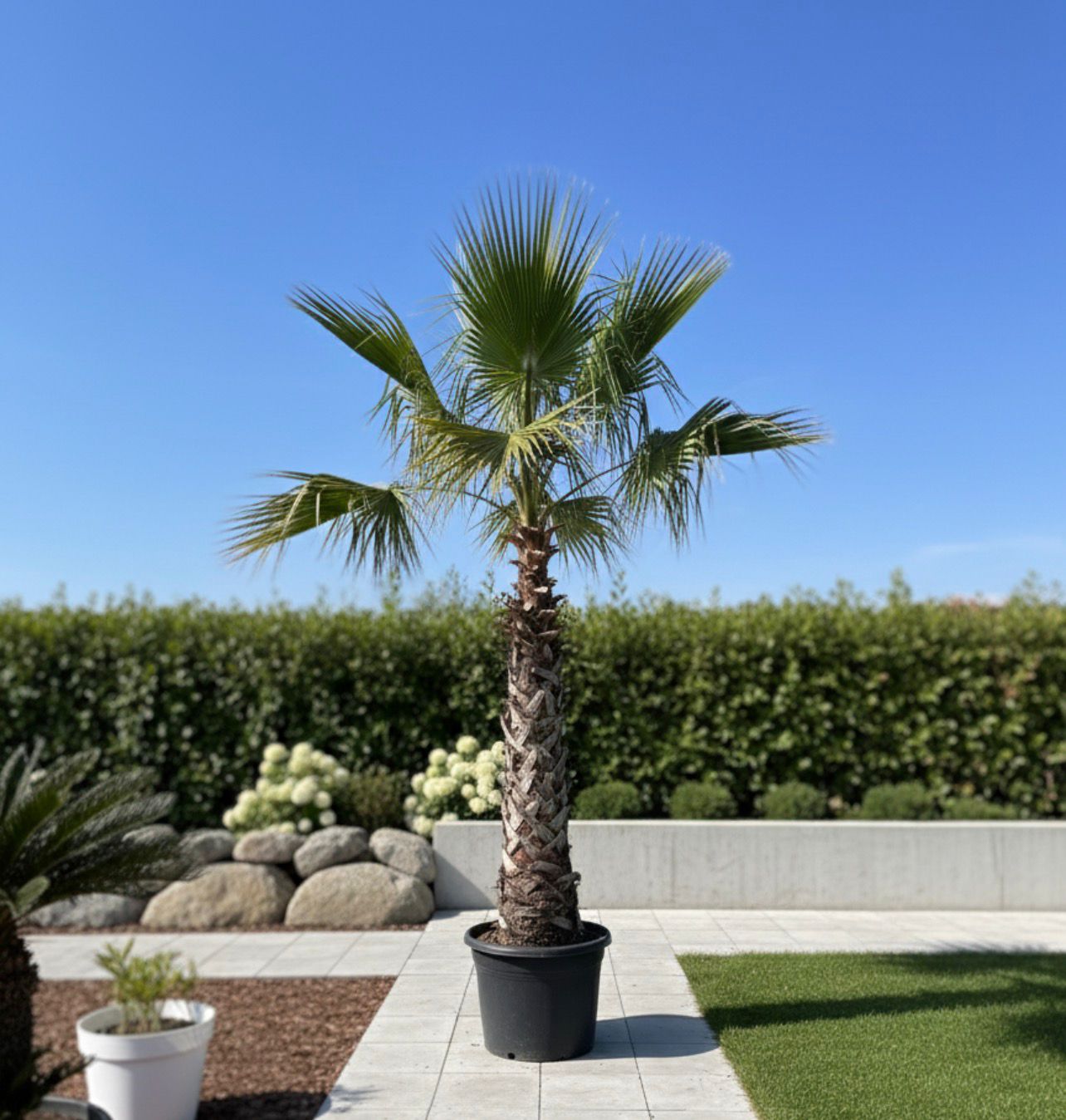 Washingtonia