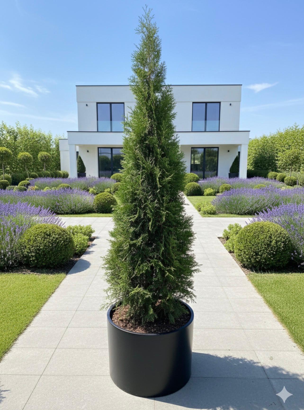 Pyramidal Thuja