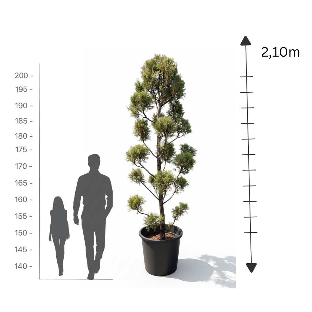 Leylandii Multi-Ball