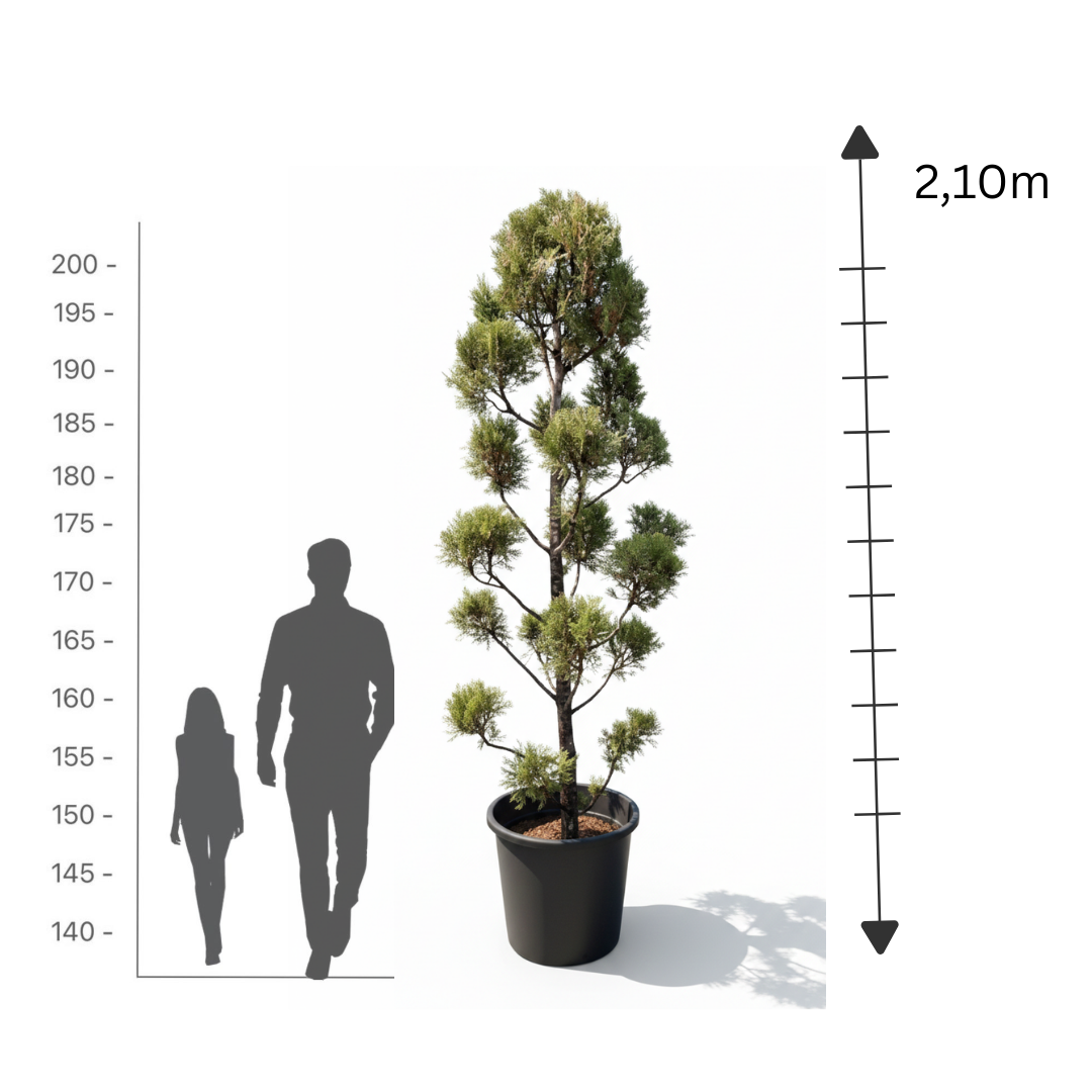 Leylandii Multi-Ball