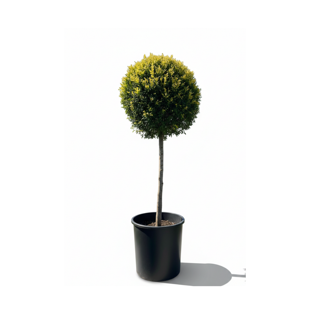 Goldcrest(Tige/Ball)