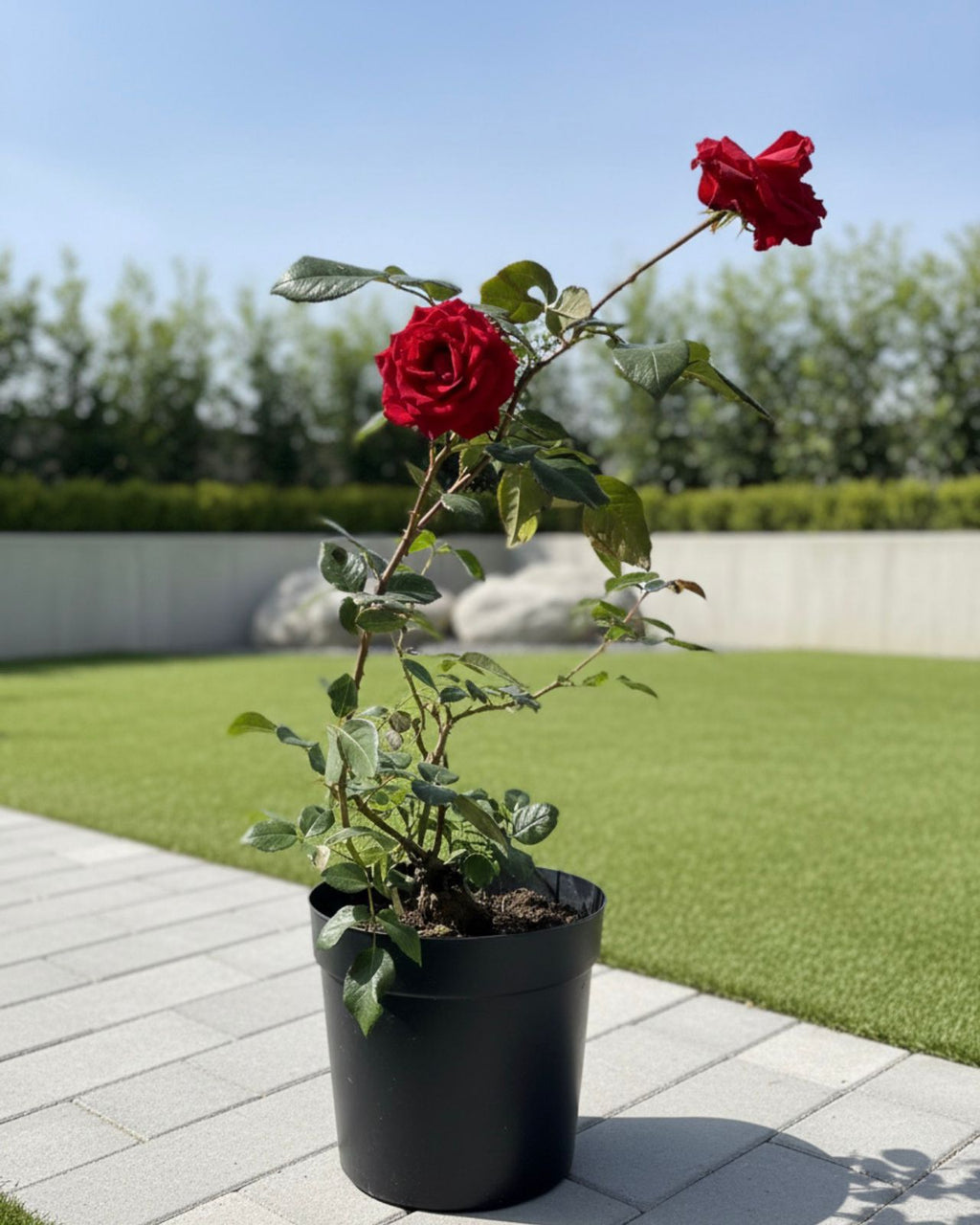 Italian Roses