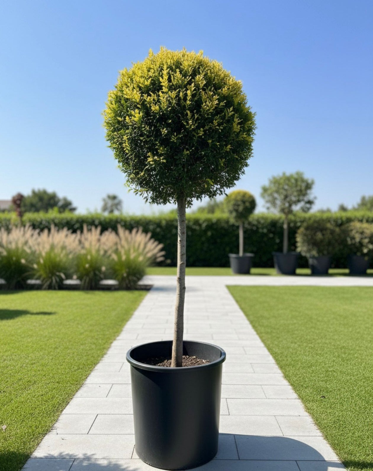 Goldcrest(Tige/Ball)