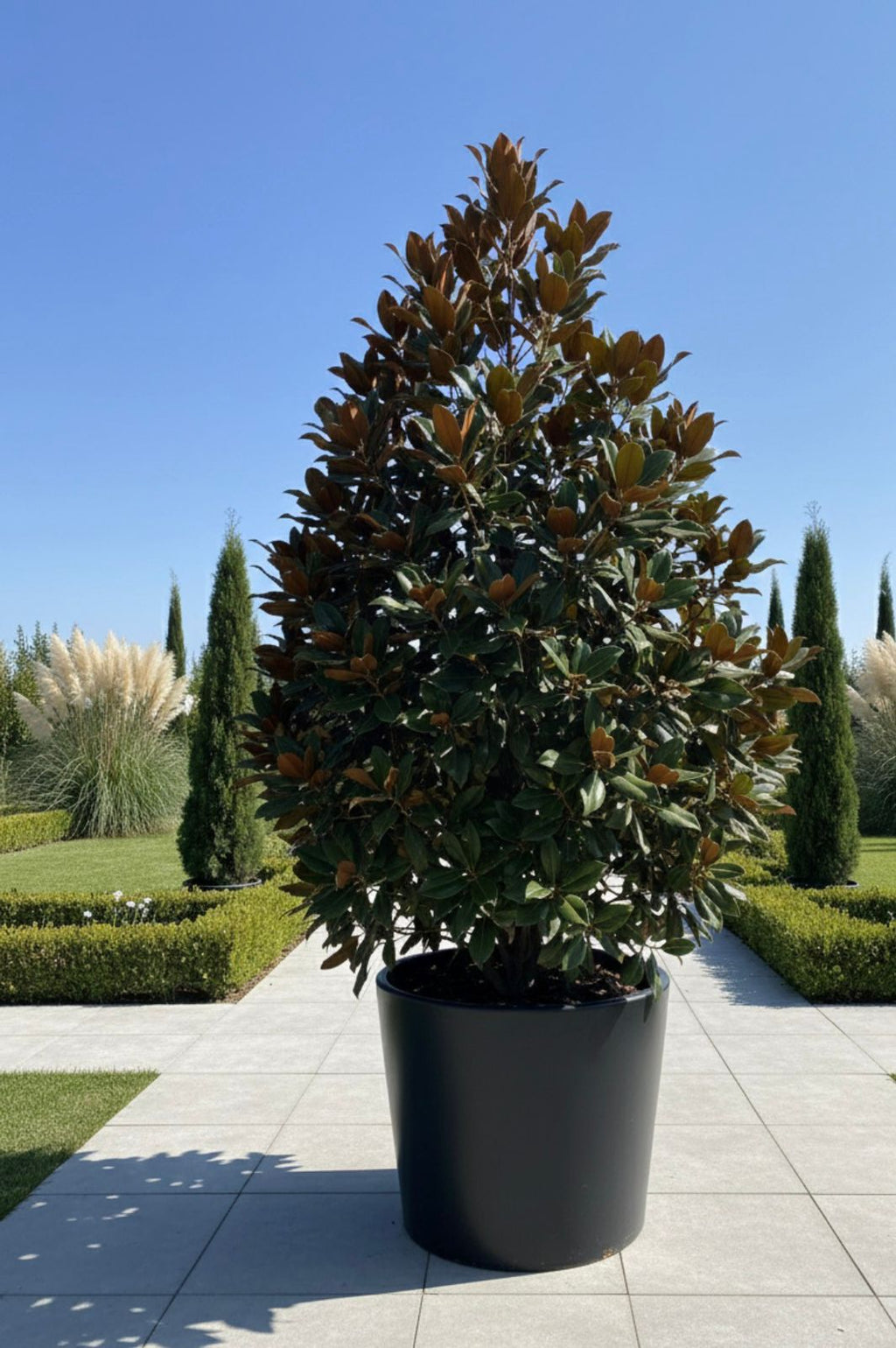 Grand Magnolia