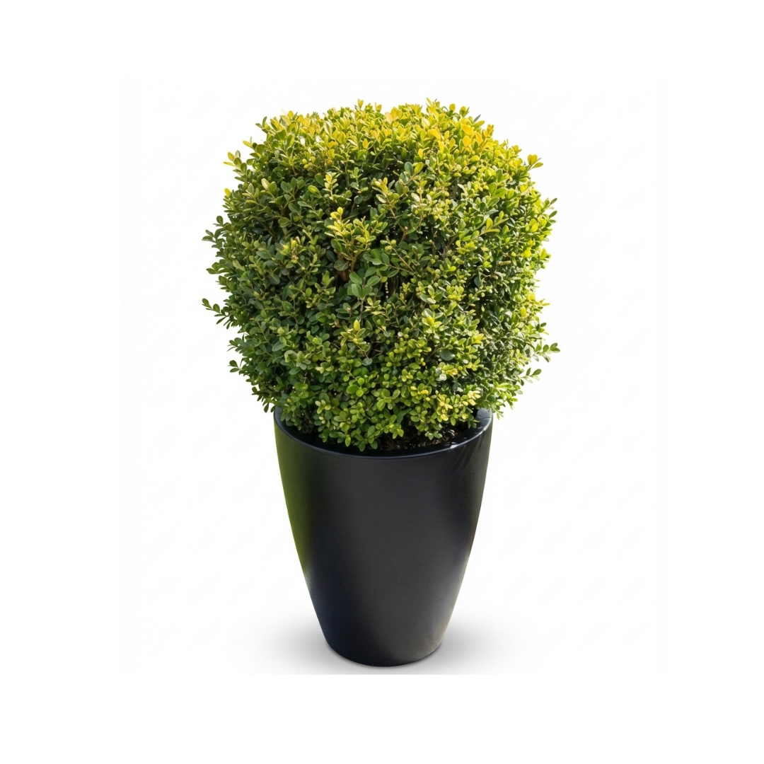 Ligustrum Ball I