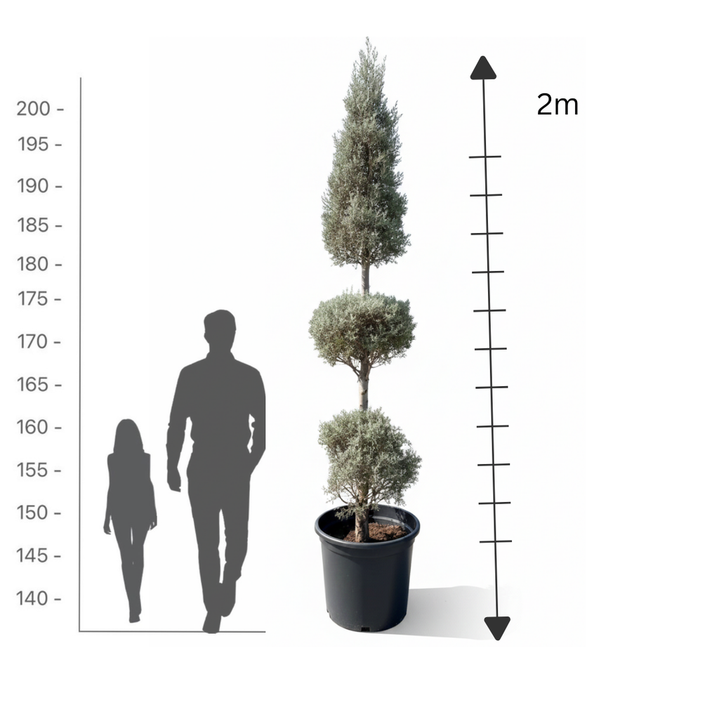 3-Tier Silver Juniper