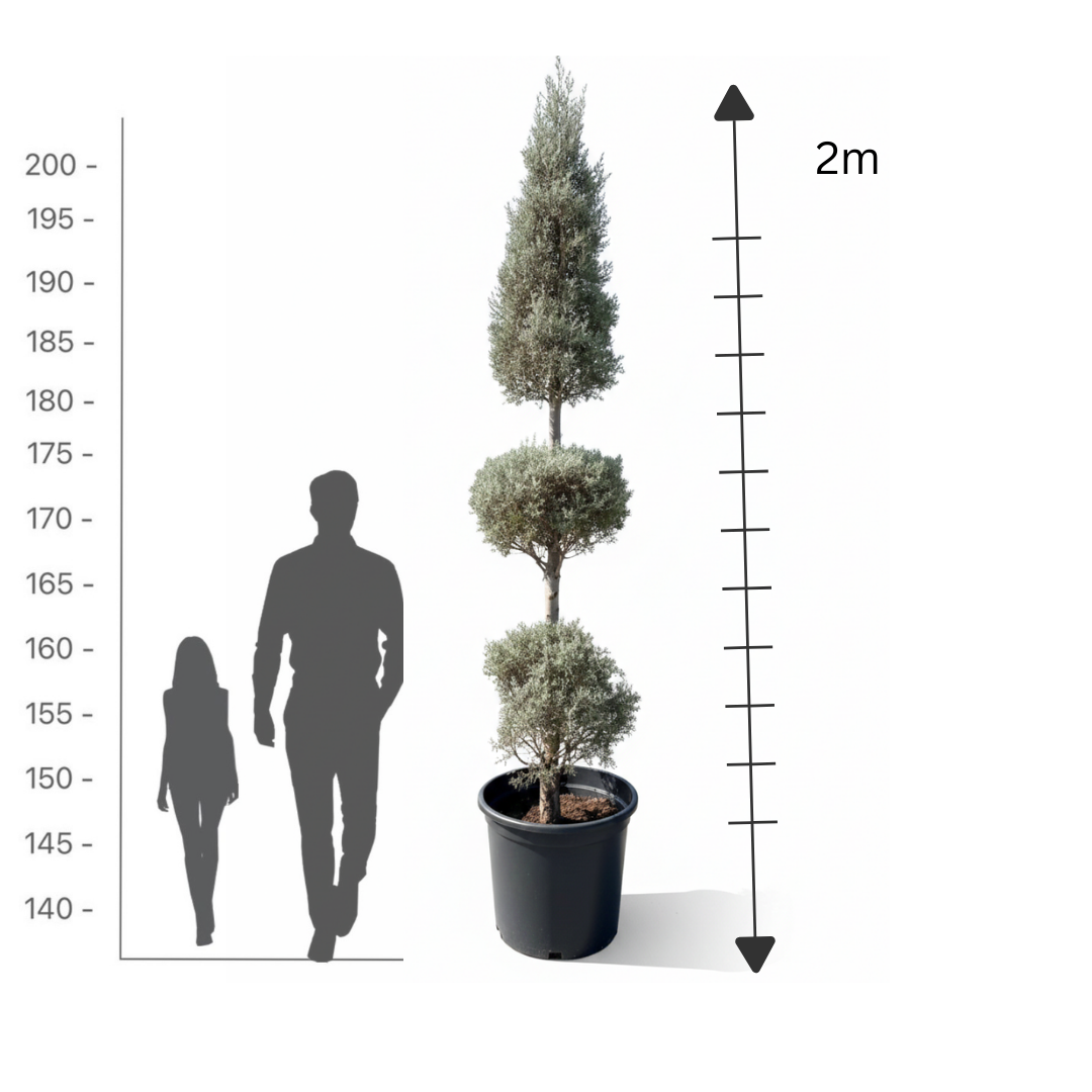 3-Tier Silver Juniper