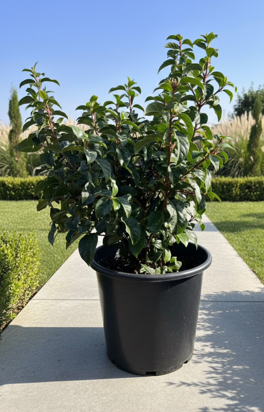 Photinia
