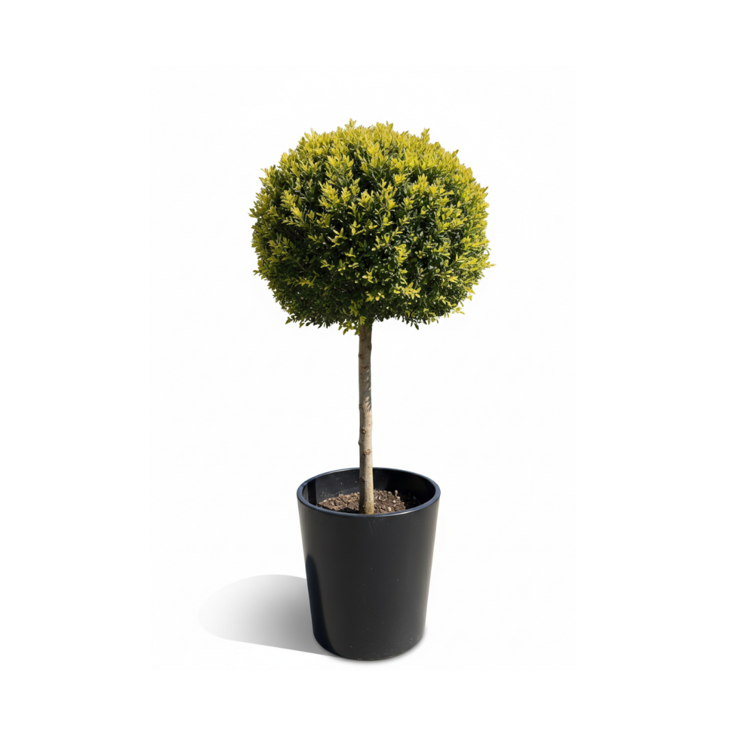 Goldcrest(Tige/Ball)