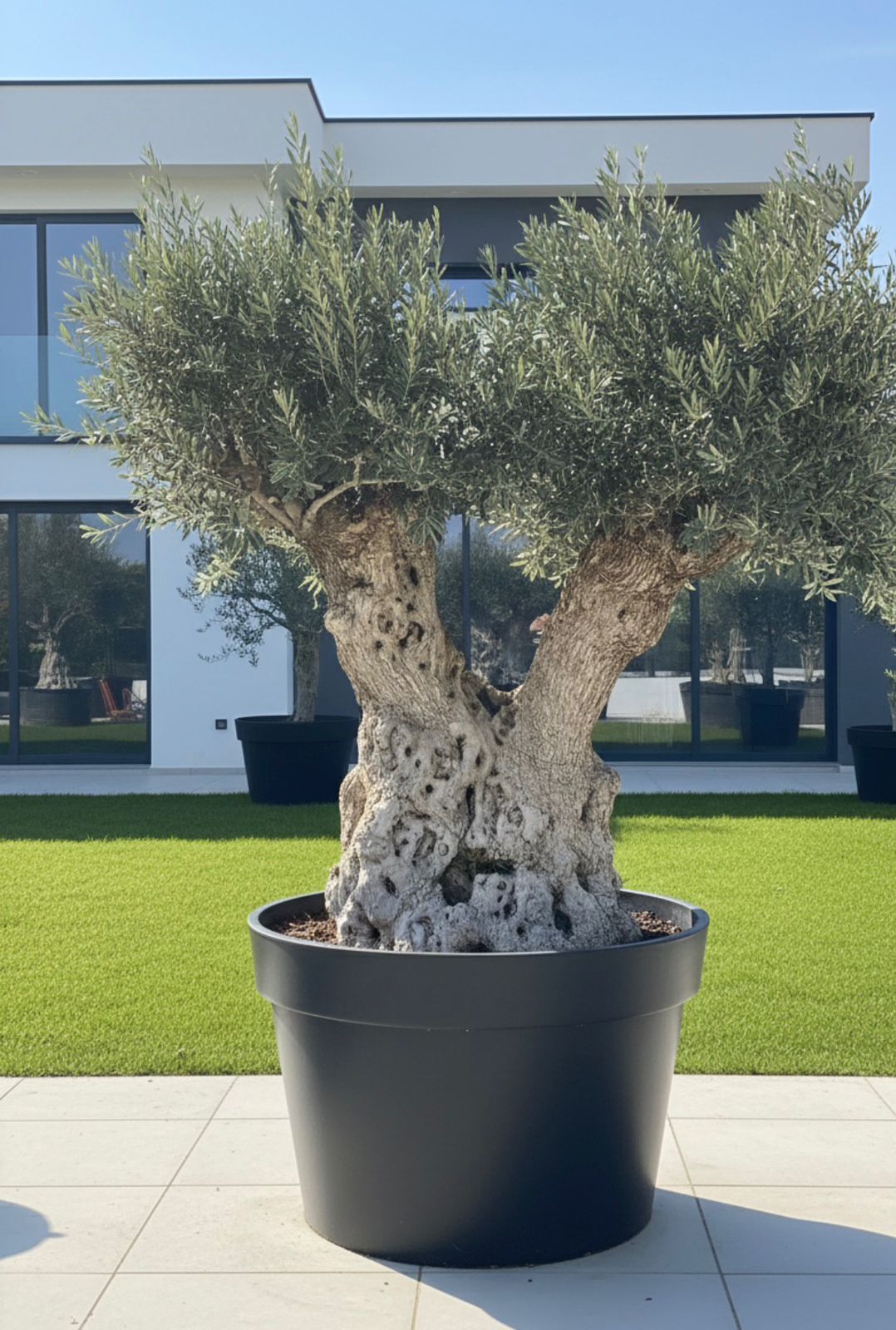 Twin-Head Ancient Olive