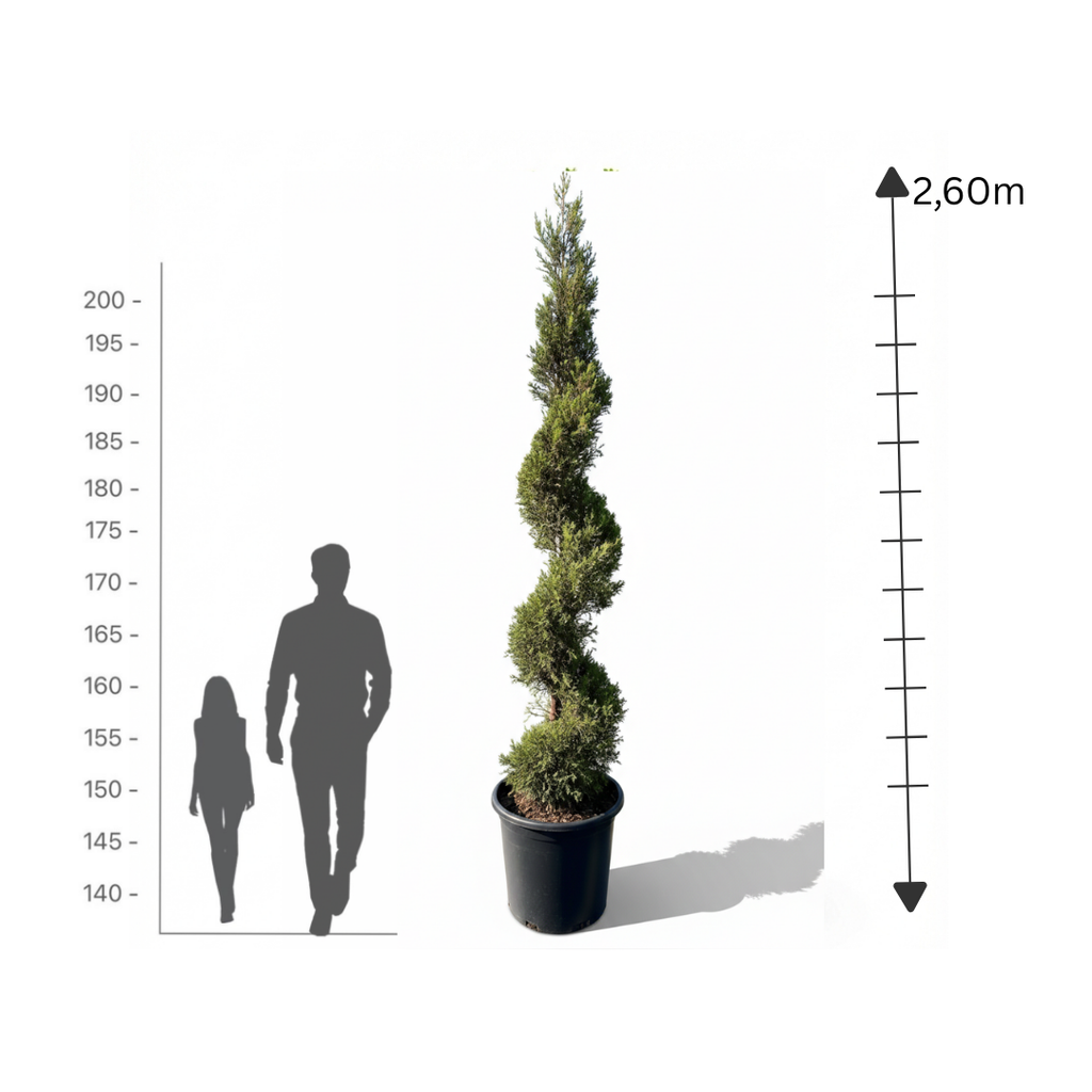 Goldcrest Spiral (Cupressus macrocarpa)