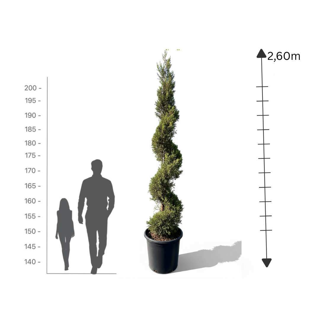 Goldcrest Spiral (Cupressus macrocarpa)