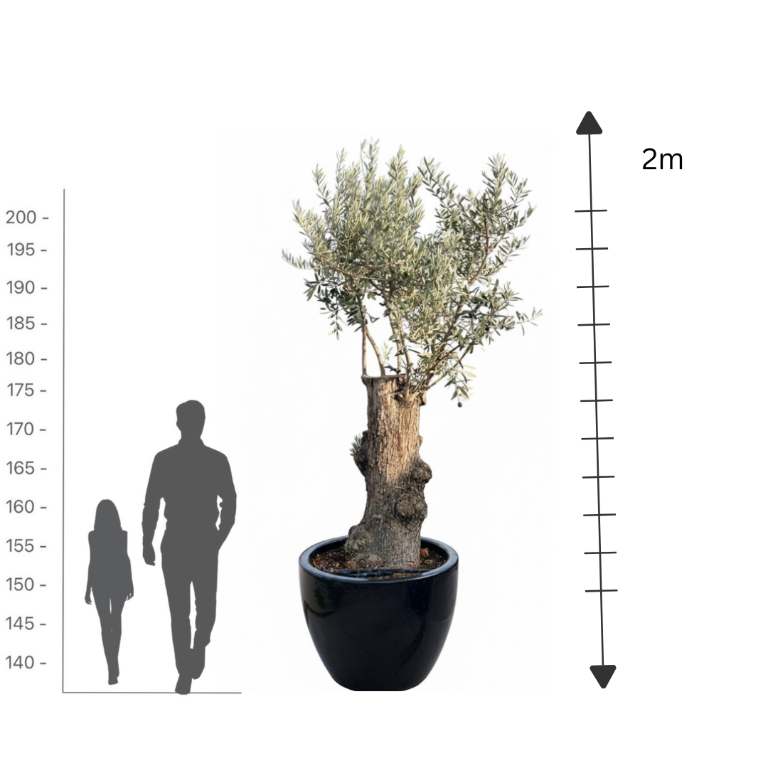 Spanish Gnarled Olive Trunk