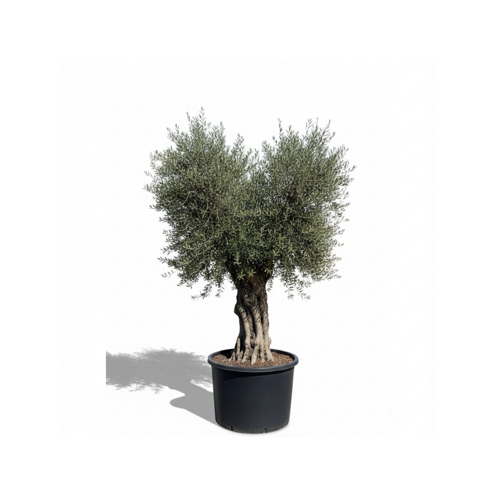 Grand Ancient Olive